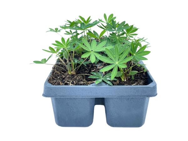 Jumbo Lupins