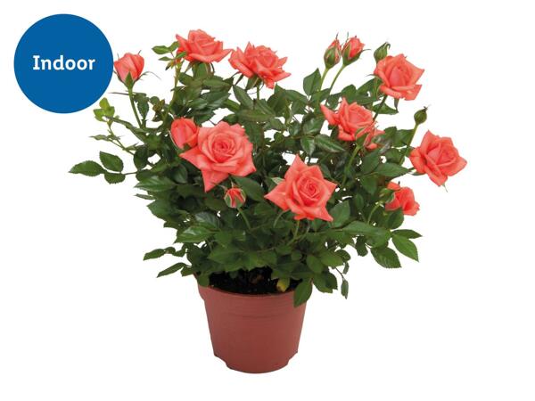 Mini Rose