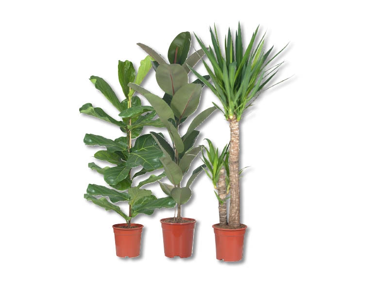 Mélange de grandes plantes vertes (dès 25.2.)