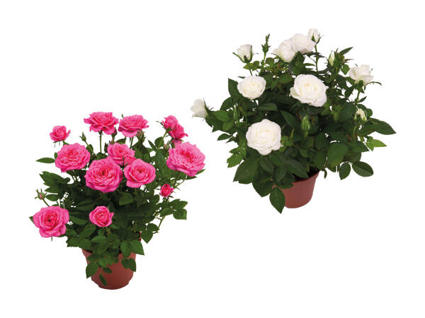 Dansk rose