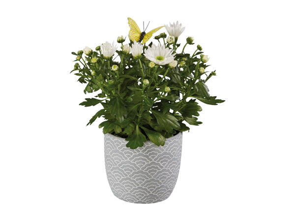 Flowering Plants