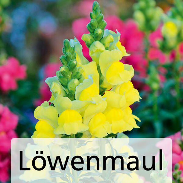 Sommerblumen Mix