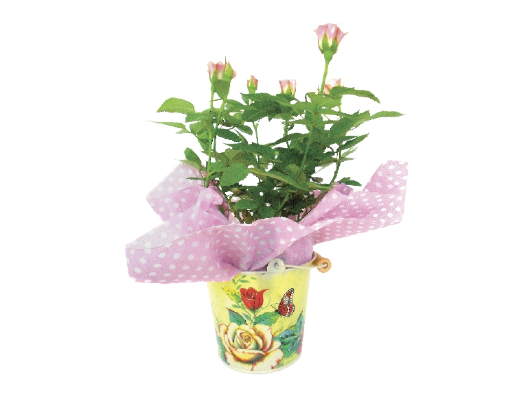 Rose in Decorative Bucket
