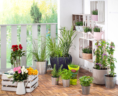 Edelrosen Fairtrade