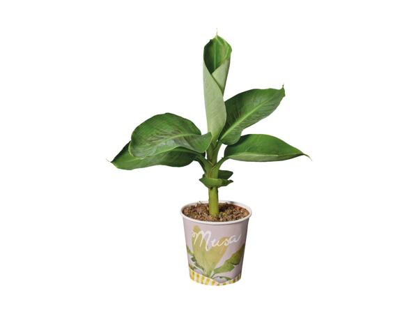 Frugtplante i bæger
