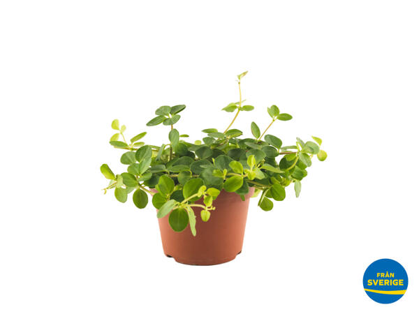 Linspeperomia