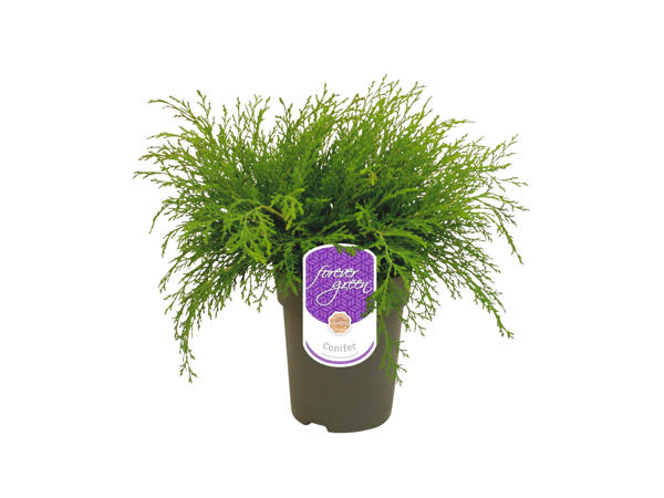 Conifer Mix