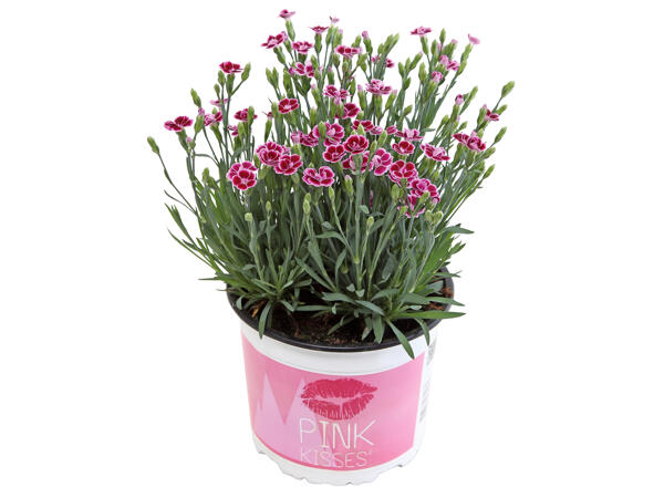 Dianthus Pink Kisses