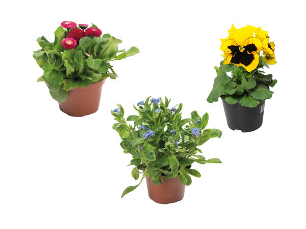 Tusindfryd/ Myosotis/ Stedmoder