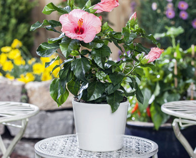 Zimmer-Hibiskus