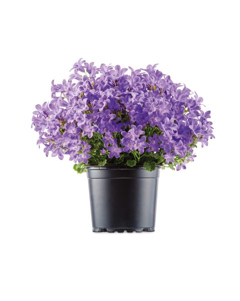Campanula 10.5cm