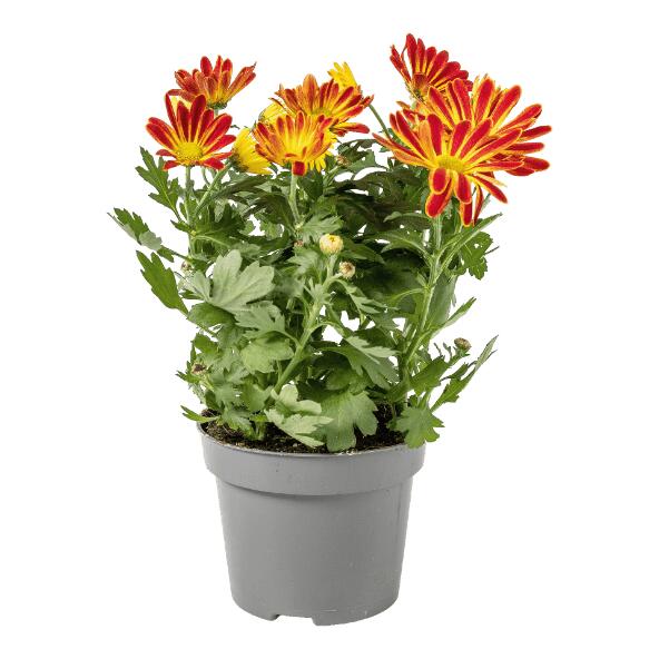 Chrysanthème