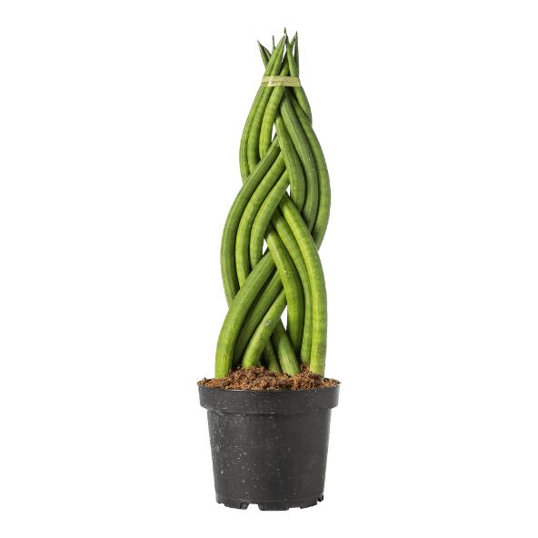 Sansevieria