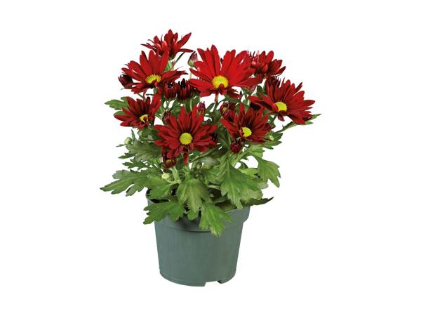Pot Mum