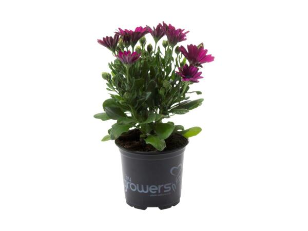 Spansk marguerit