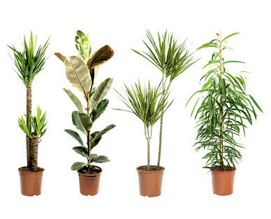 PIANTE SOLITARIE