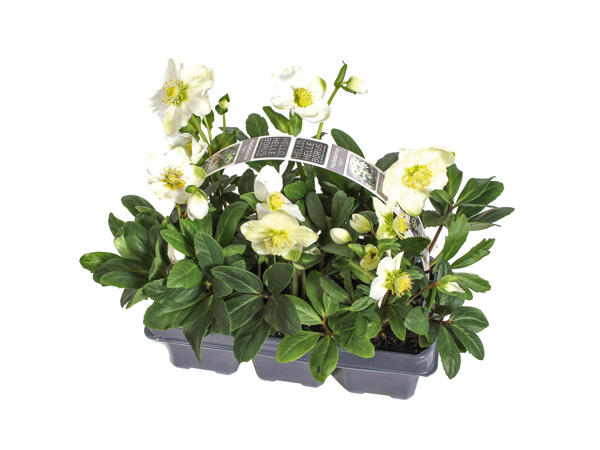 Christmas Rose