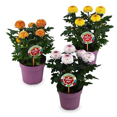 Chrysanthemen Flowerpops*