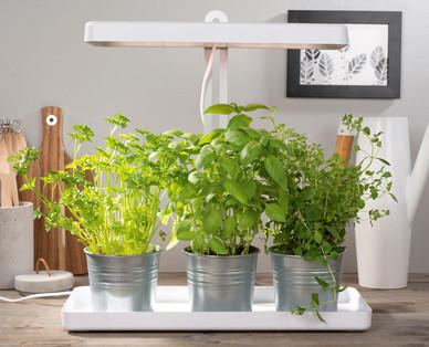 Mini-Garten mit LED-Beleuchtung