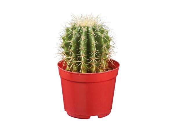 Cacti & Succulents