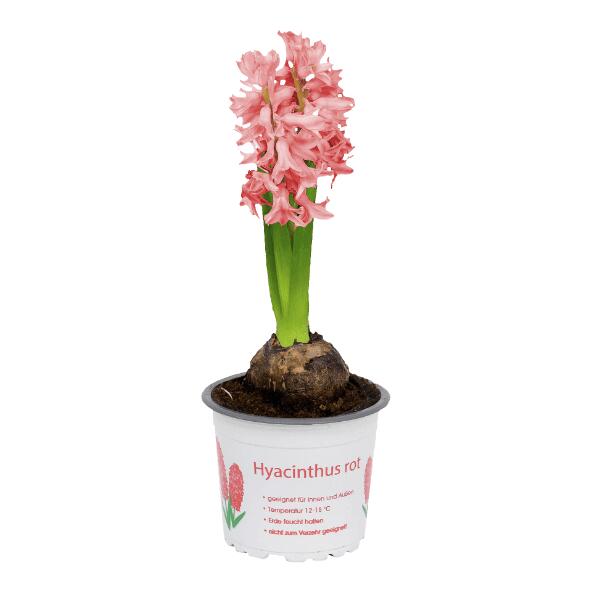 Hyacint, 9 cm