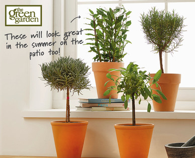 Potted Herbs