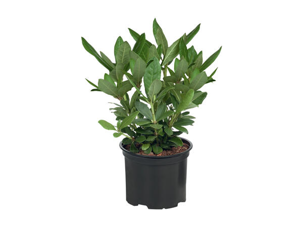 Rhododendron
