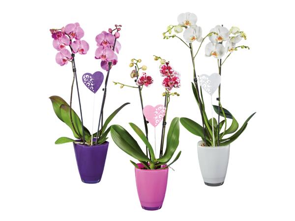 Phalaenopsis 2 stems