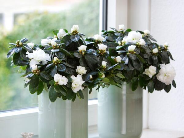 Azalea