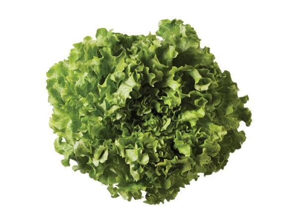 Lettuce Gentile