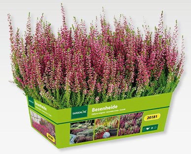 GARDENLINE(R) Besenheide (Calluna vulgaris)
