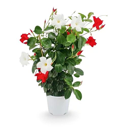 Dipladenia Spalier*