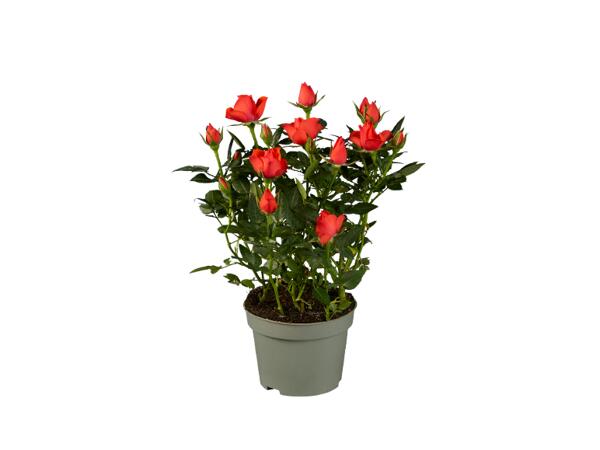 Roses in a Pot
