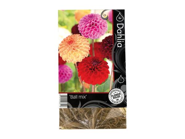 Premium Flowering Bulbs