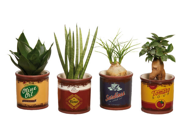 Green Plants in Mini Bucket