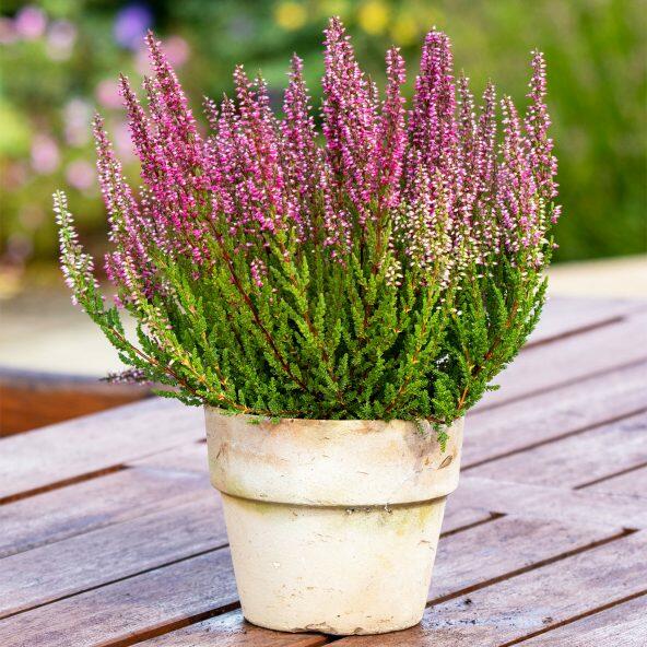 Dansk Calluna lyng