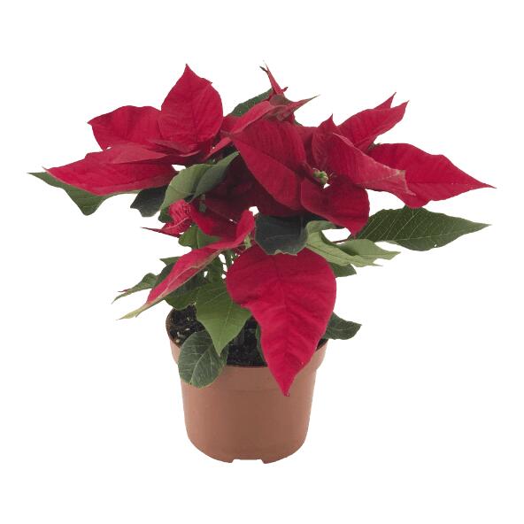 Poinsettia
