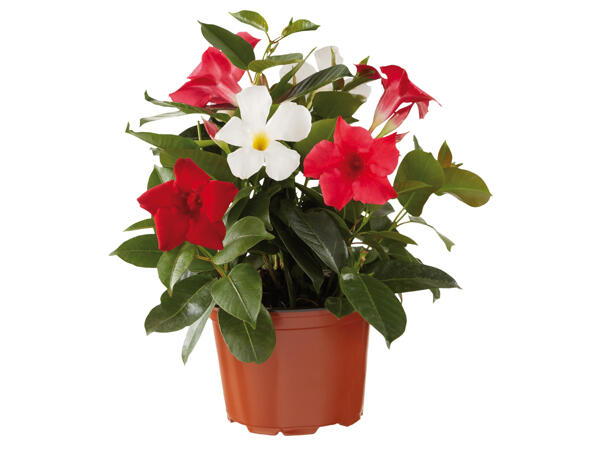 Dipladenia Trio