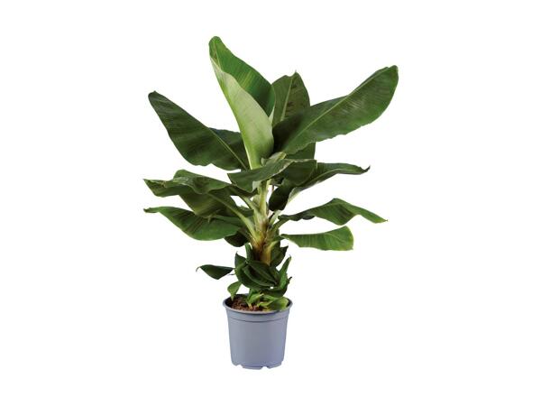 Bananpalme eller paradisfugl