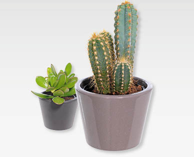 Mélange de cactées et de succulentes