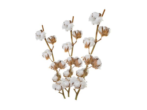 Branche de coton