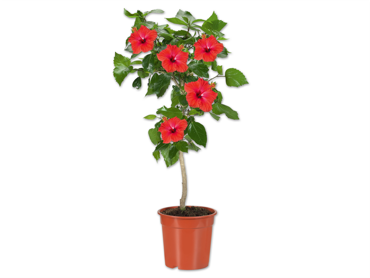 Hibiskus Hochstamm