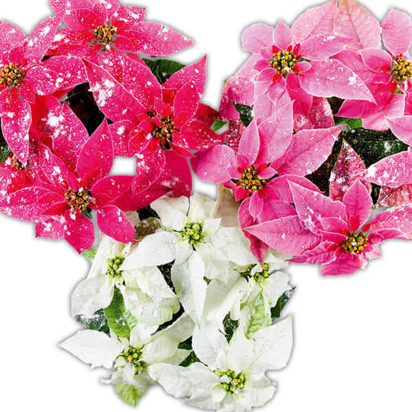 Princettia "Eisprinzessin"