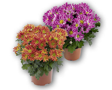 Chrysanthème d'été