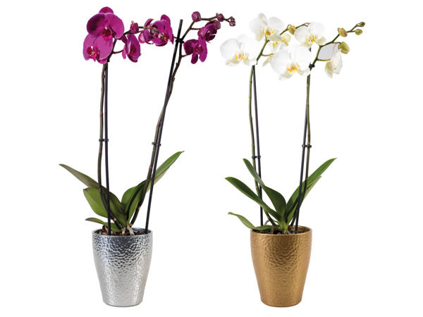 Orchidee 2-Trieber "Weihnachten"