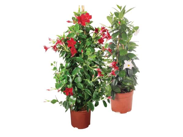 Dipladenia