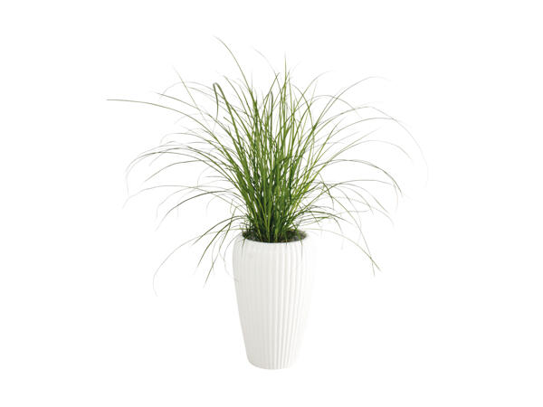 Grøn plante i keramik