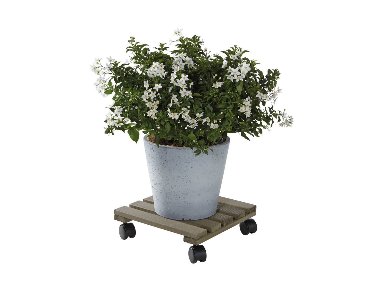 Livarno Living Plant Roller1
