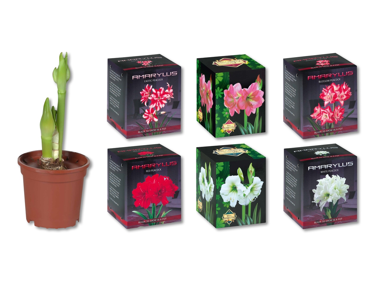 Cipollotti dell'amaryllis in cartone pieghevole