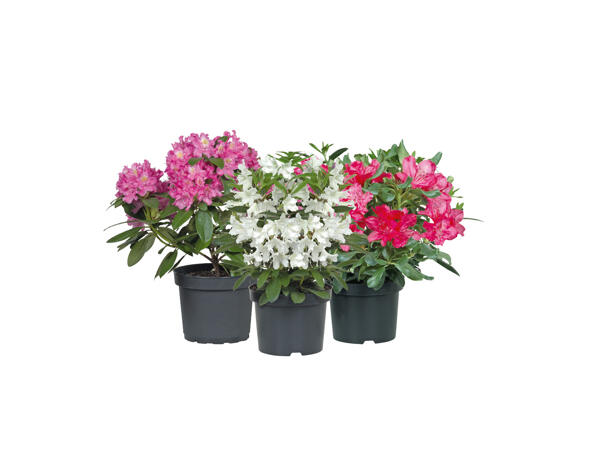 Rhododendron Lidl Sverige Specials archive